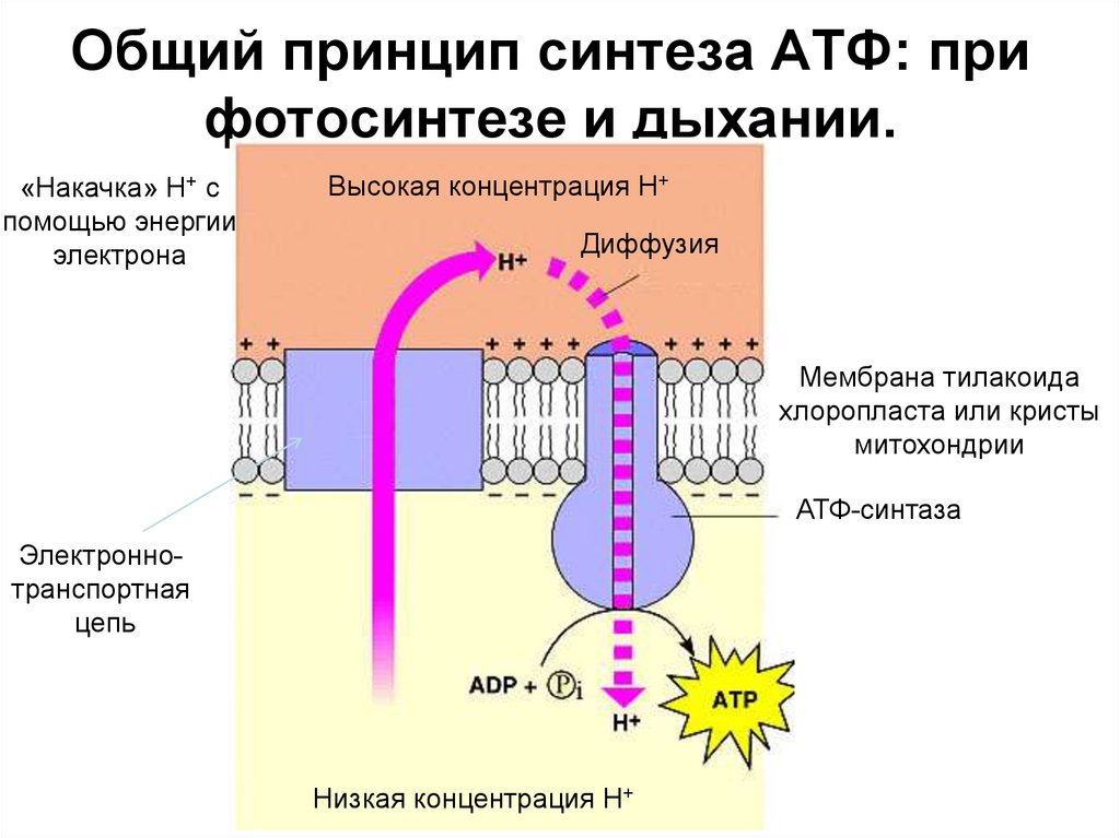 Синтез атф протекает. Мембрана дыхание Синтез АТФ. Синтез АТФ на мембране митохондрий. Синтез АТФ электронно транспортная цепь. Синтез АТФ при фотосинтезе.