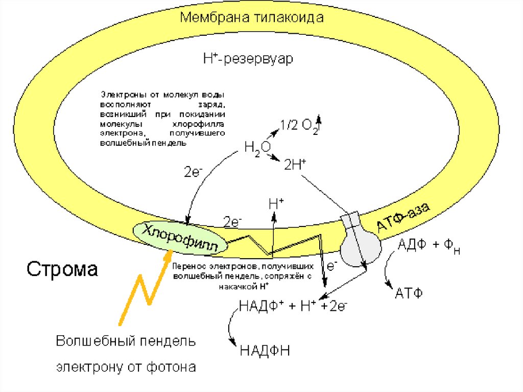 Биоэнергетика. Часть вторая. Заставим єлектроні бегать - презентация онлайн