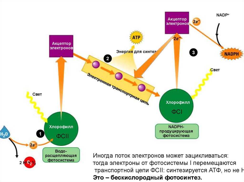 Свет синтез