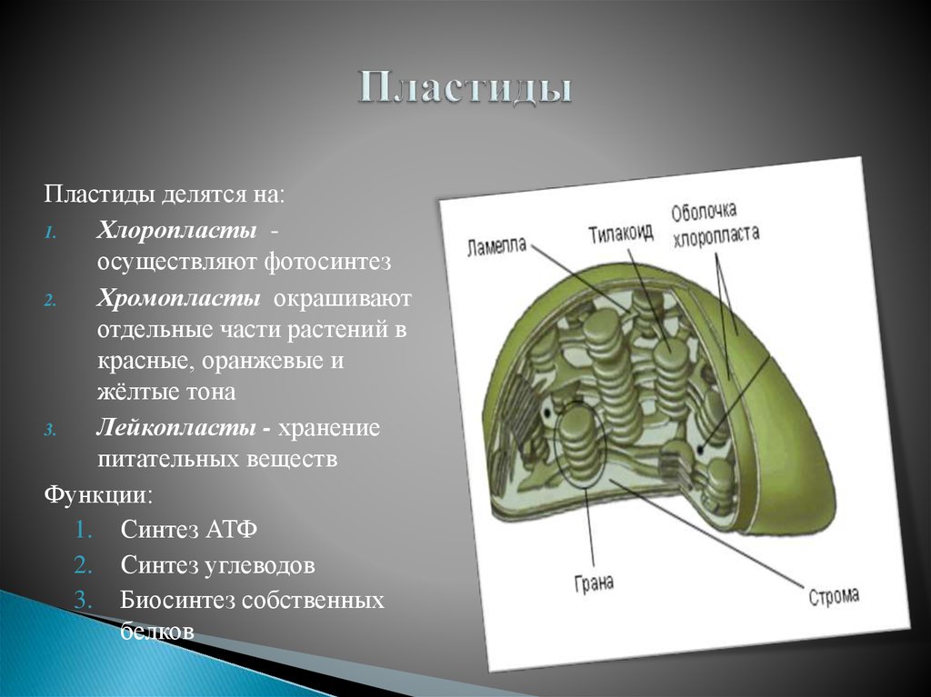 Пластиды животных. Пластиды. Пластиды делятся на. Функции пластидов.