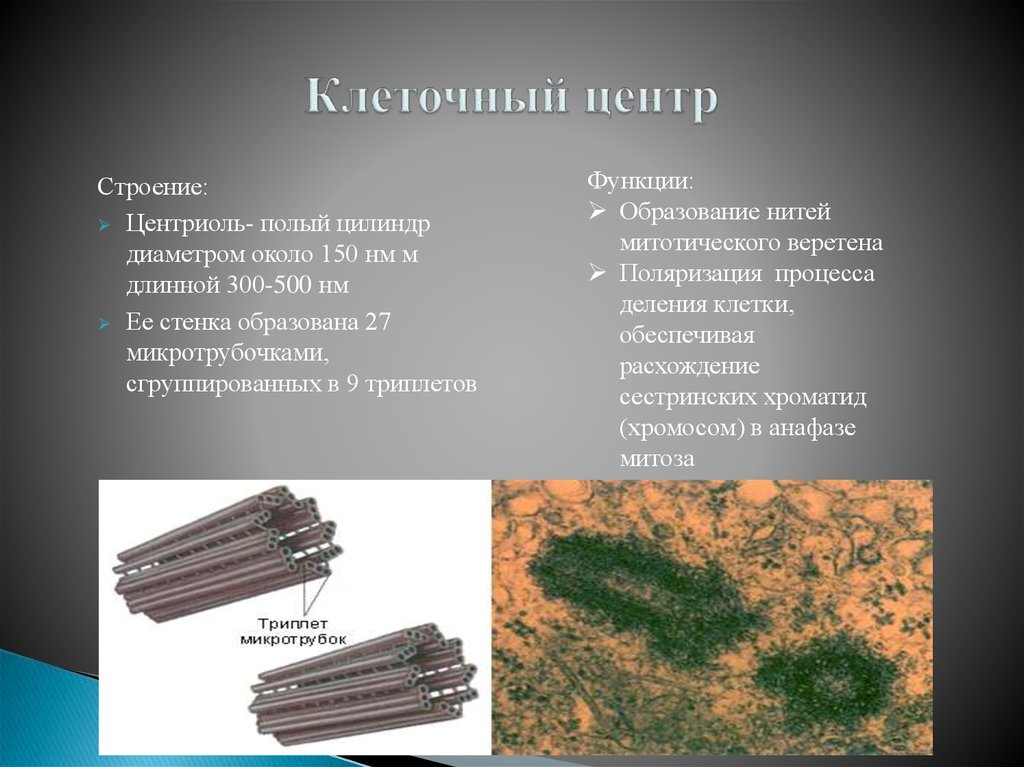 Удвоение центриолей происходит в период. Клеточный центр и центриоли строение и функции. Клеточный центр строение и функции. Функции центриоли в животной клетке. Клеточный центр клетки строение и функции.