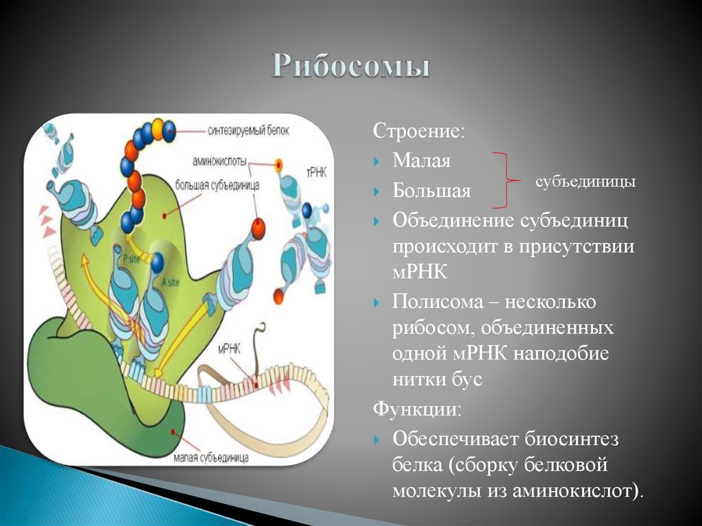 Рибосома в клетке рисунок