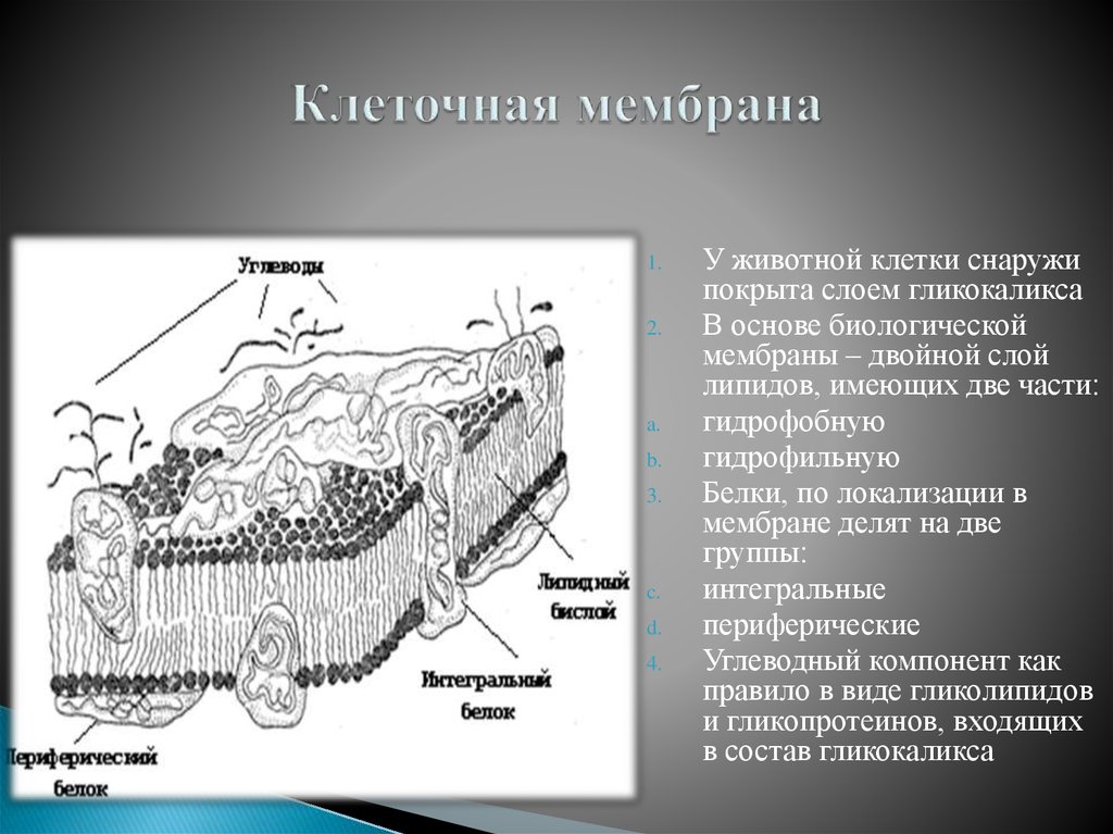 Какая структура клетки изображена