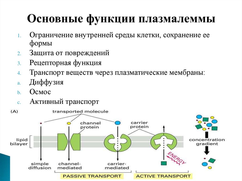 Симпластный апопластный вакуолярный пути транспорта веществ и их значение презентация