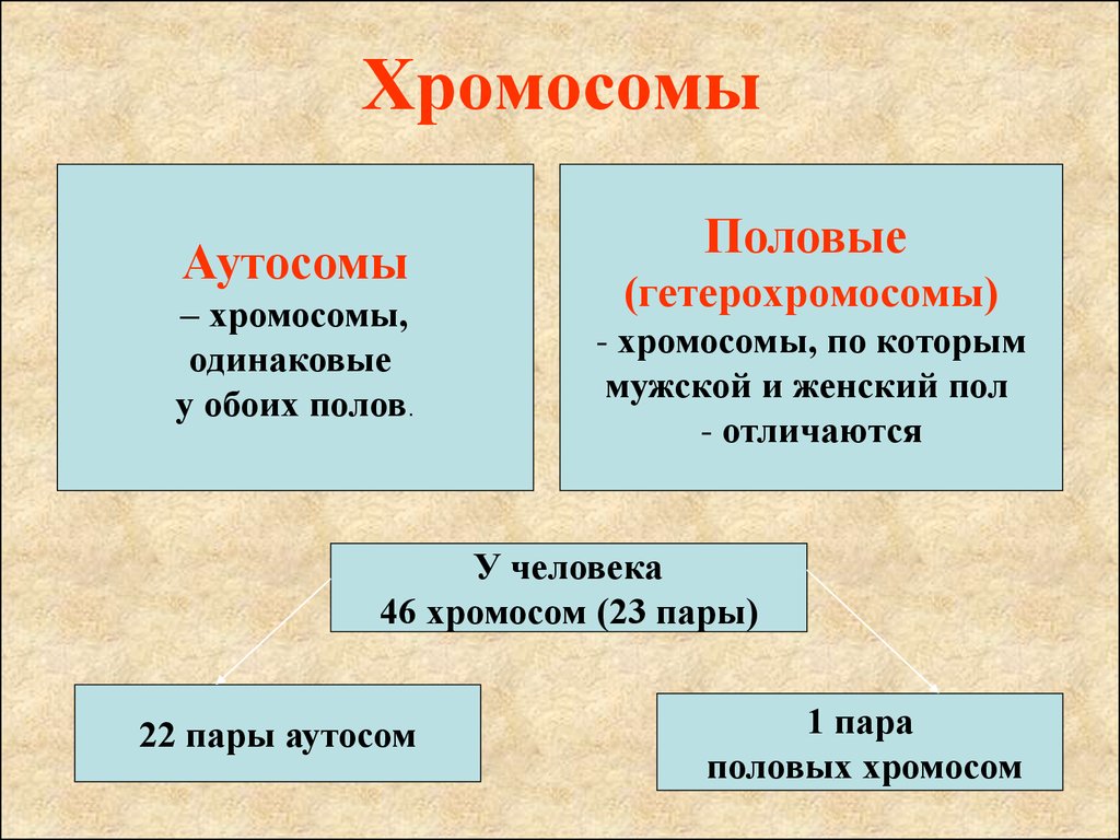 Женский и мужской пол хромосомы