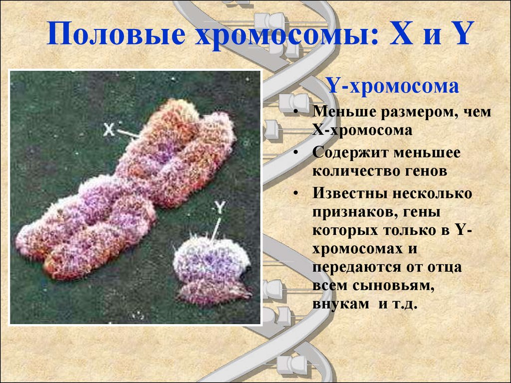 Половые хромосомы мужского организма. Различия x и y хромосомы. Отличие х хромосомы от у хромосомы. Отличия x хромосомы от y хромосомы.