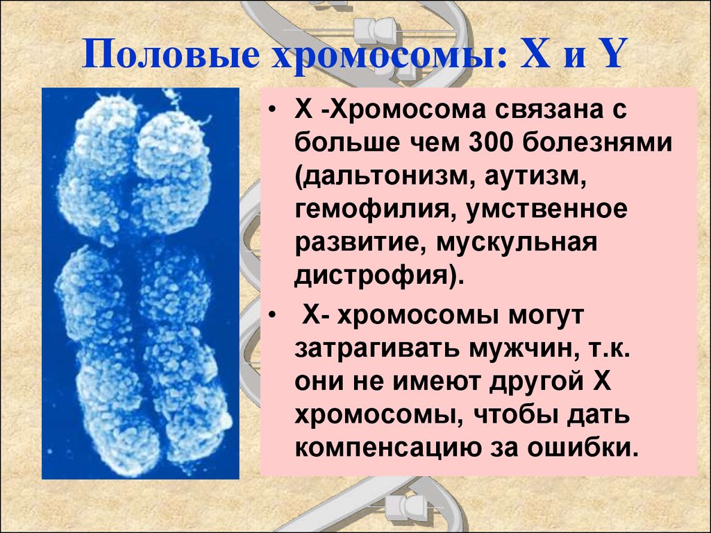 Х хромосома это мужская. Половые хромосомы. Половые хромосомы мужчины. Y хромосома.