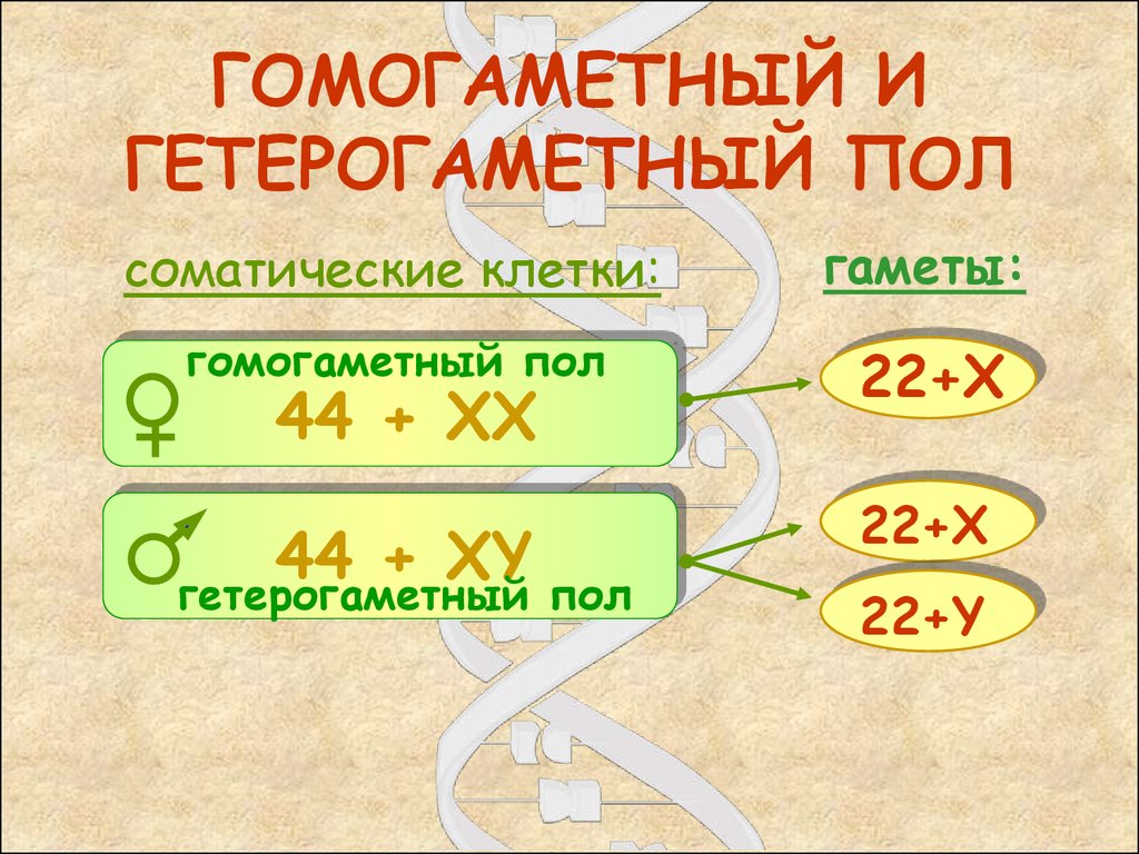 Гомогаметным полом. Гома гаметный и геторогенный пол. Гомогаметный пол и гетерогаметный пол это. Гомогаметный организм. Гомогаметный пол у человека.