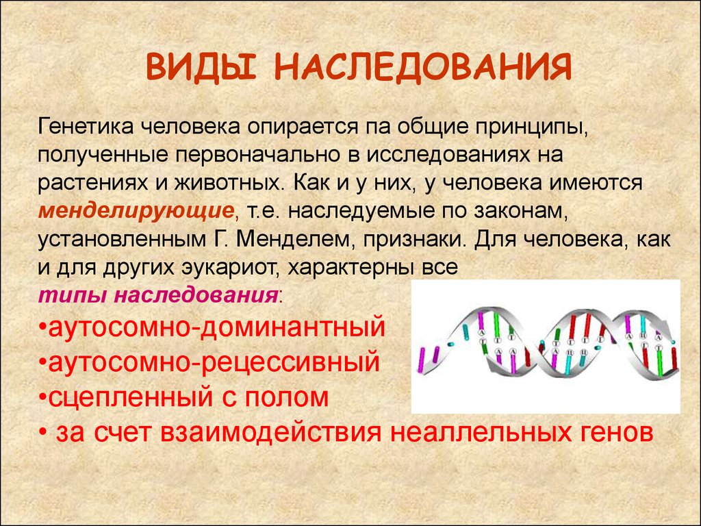 6 генетика человека