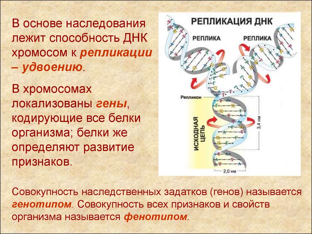 Где находятся гены. Репликация ДНК хромосом. Гены кодирующие белки. Дочерние хромосомы это. Репликации хромосомной ДНК.