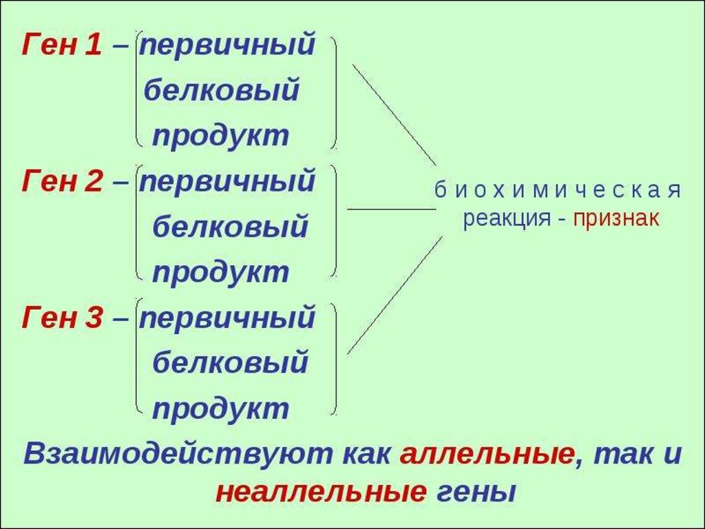 Закономерности наследования признаков презентация 10 класс