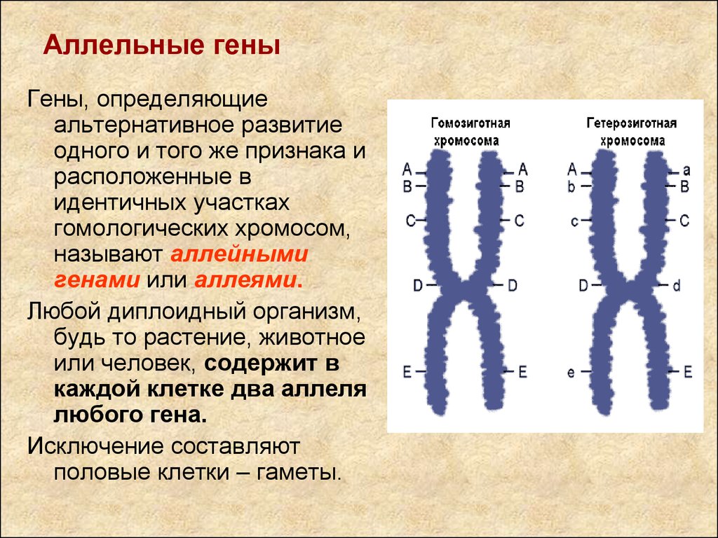 Изменения первой хромосомы