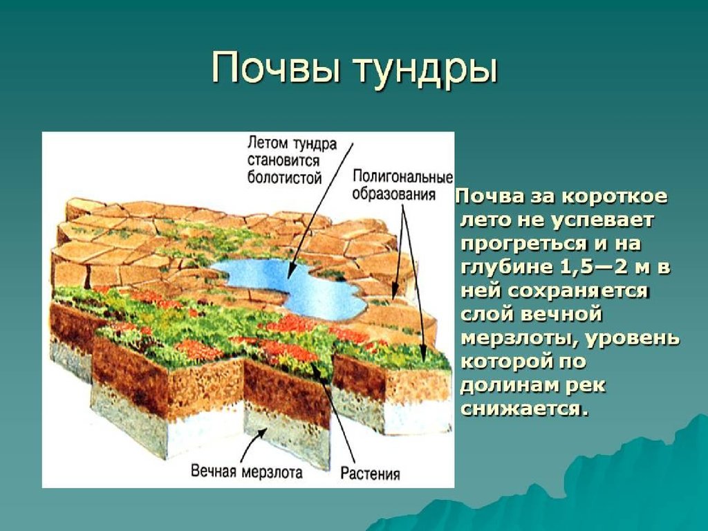 Почвы и их свойства тундры. Почвы тундры в России. Тундровые почвы схема. Тип почвы в тундре. Преобладающие почвы тундры.