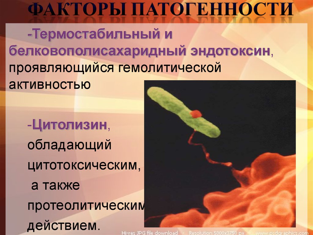 Группа патогенности ковид 2. Гемолитические и негемолитические стрептококки. Стрептококки эндотоксин. Стрептококки факторы патогенности. Стрептококки гемолитическая активность.