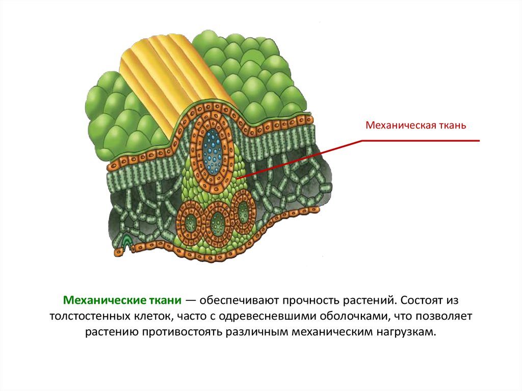 Опорные ткани растений. Механическая ткань покровная ткань фотосинтезирующая. Механическая ткань растений 5 класс биология. Механическая ткань растений рисунок. Клетки фотосинтезирующей ткани.