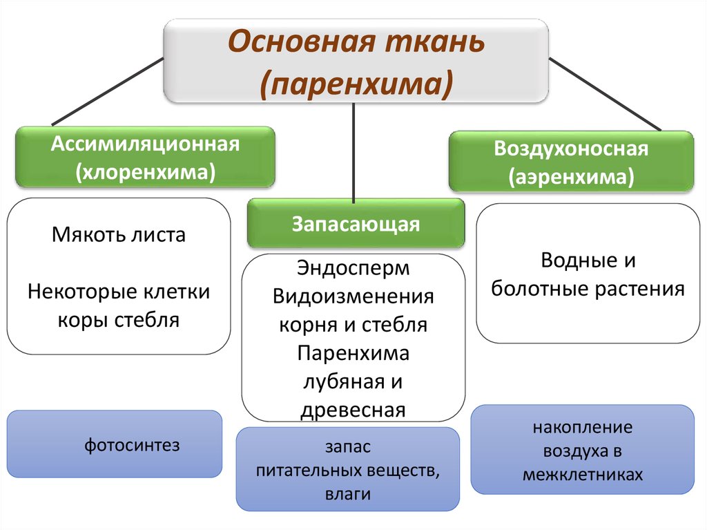 Какую функцию выполняет ассимиляционная ткань у растения