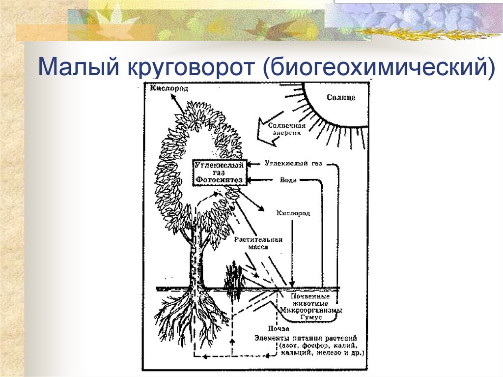 Соедините стрелками все элементы так чтобы получилась схема биологического круговорота веществ