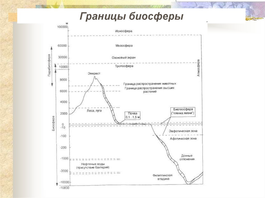 Биосфера. Границы биосферы - online presentation