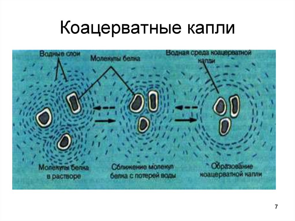 Теория происхождения первых клеточных организмов из коацерватов. Коацерватные капли Опарина. Теория коацерватных капель. Образование коацерватной капли. Образование мембран на поверхности коацерватных капель.