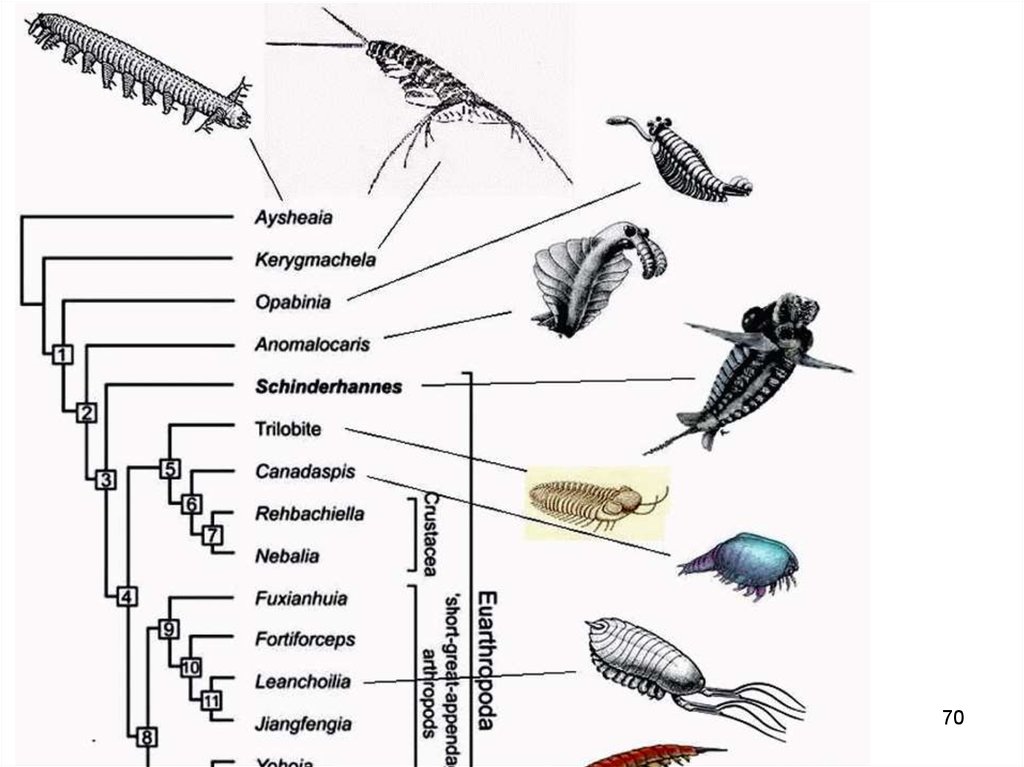 Сообщение о происхождении и эволюции членистоногих. Филогенетическое Древо членистоногих. Схема развития членистоногих. Эволюция членистоногих кратко. Эволюция членистоногих таблица.