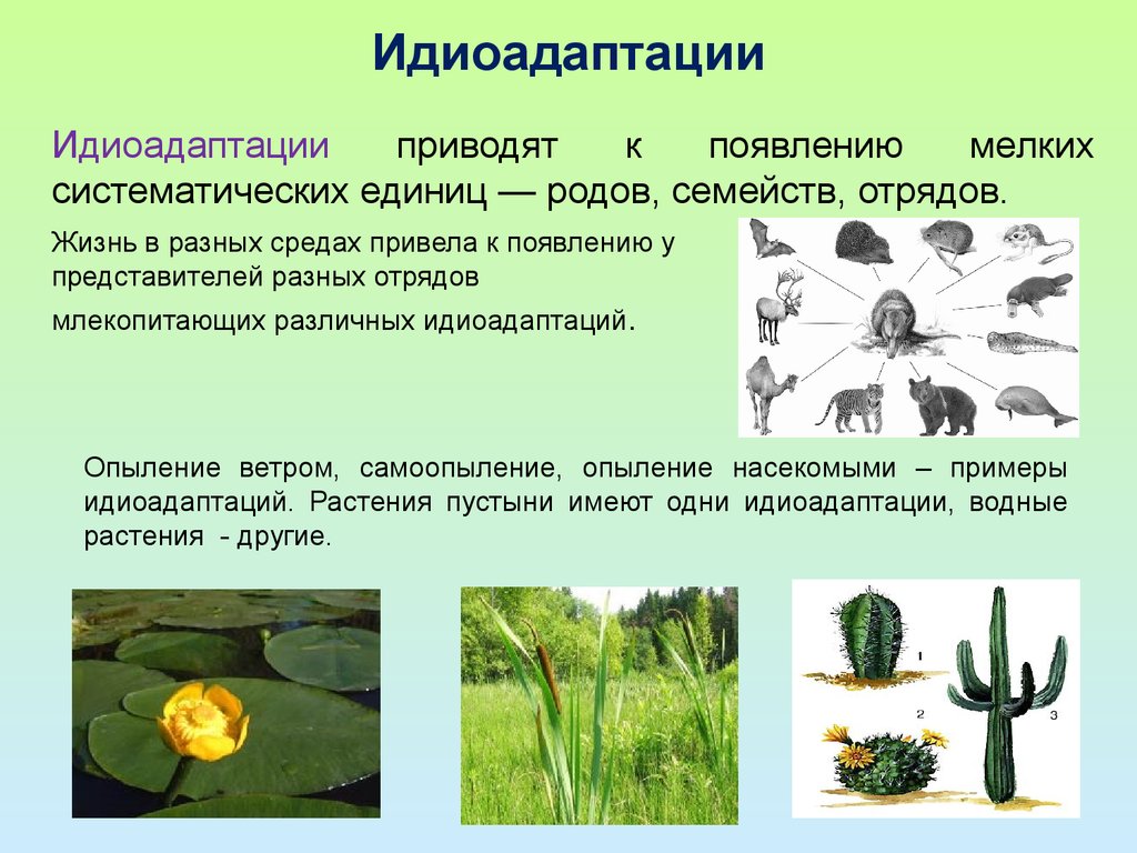 Ароморфоз адаптация. Идиоадаптация у растений. Идиоадаптация у растений и животных. Идиоадаптация примеры. Идиоадаптации цветковых растений.