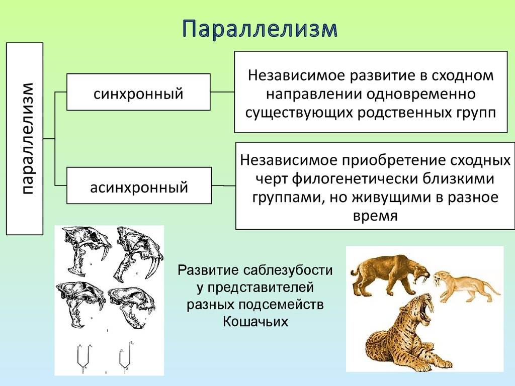 Эволюционные изменения млекопитающих. Типы эволюционных изменений 9 класс биология. Параллелизм. Параллелизм в эволюции. Параллелизм примеры биология.