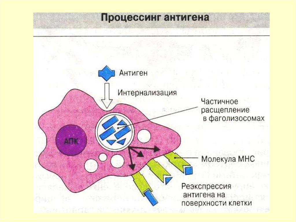 Механизм процессинга и презентации экзогенных и эндогенных антигенов