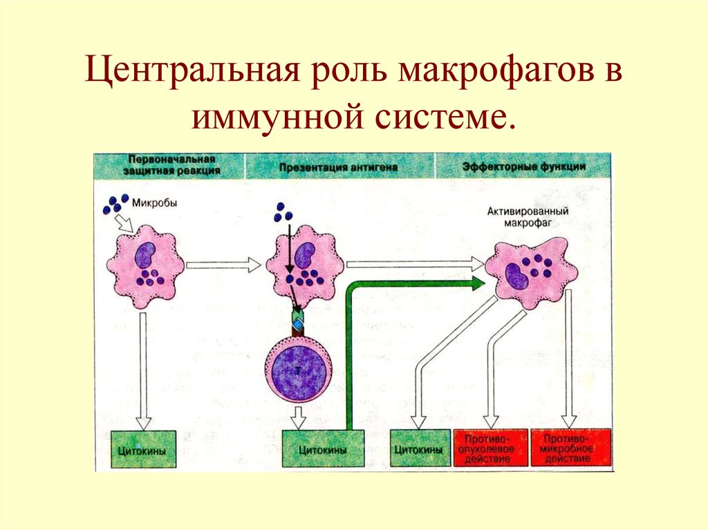 Роль макрофагов. Рецепторы макрофагов иммунология. Макрофаги функции в иммунном ответе. Функции макрофагов в процессе иммунного ответа. Роль макрофагов в иммунных реакциях.