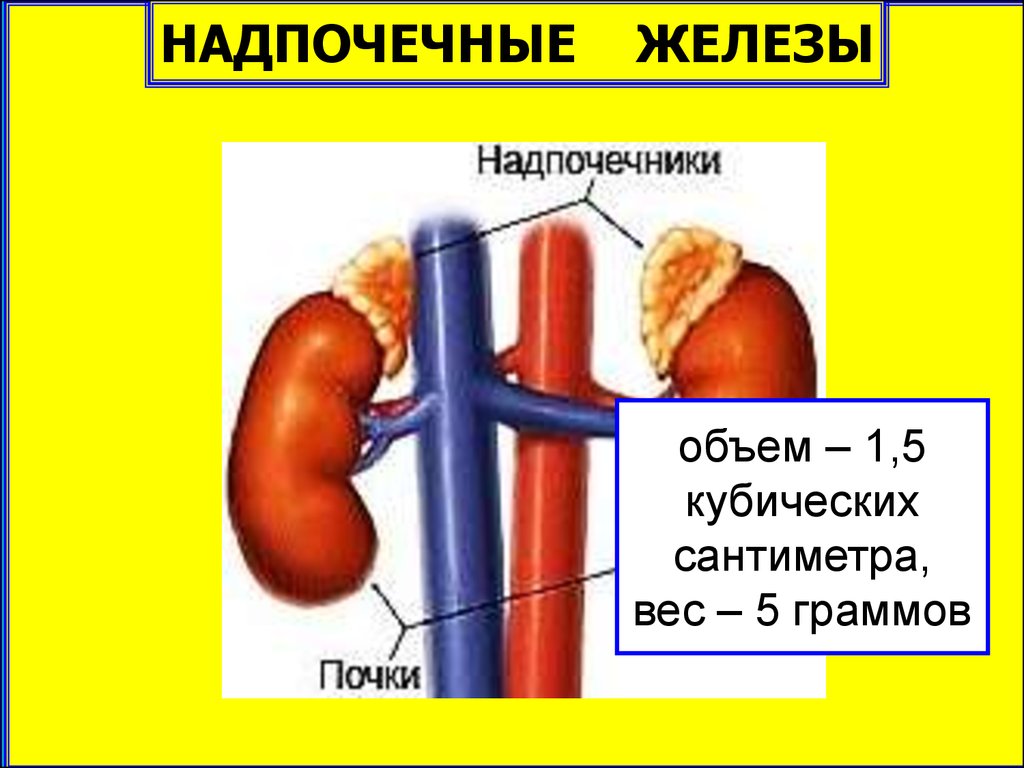 Продукты для почек и надпочечников