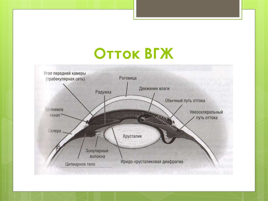 Отток влаги глаза. 3 Пути оттока внутриглазной жидкости. Схема оттока внутриглазной жидкости. Отток внутриглазной жидкости. Увеосклеральный путь оттока внутриглазной.