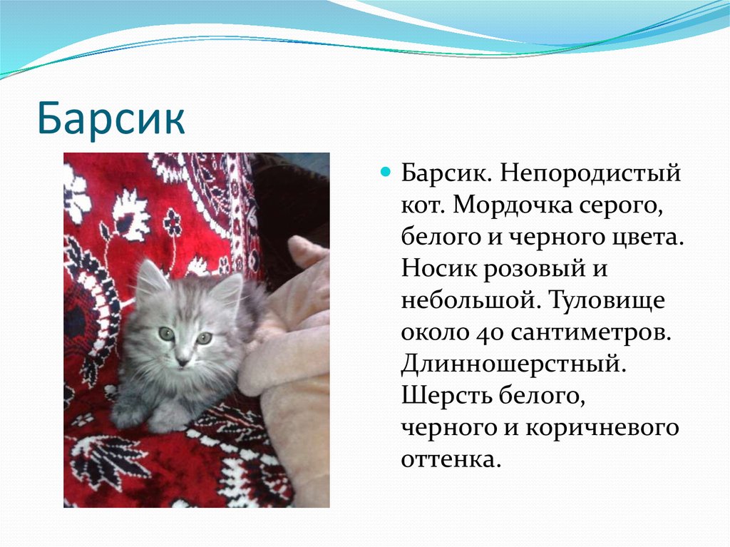 Сочинение про кота. Сочинение мой котенок Барсик. Сочинение про моего кота Барсика. Сочинение о коте Барсике. Сочинение про котенка Барсика.