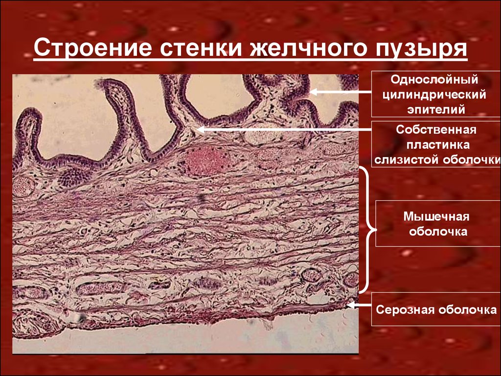 Оболочки желчного пузыря