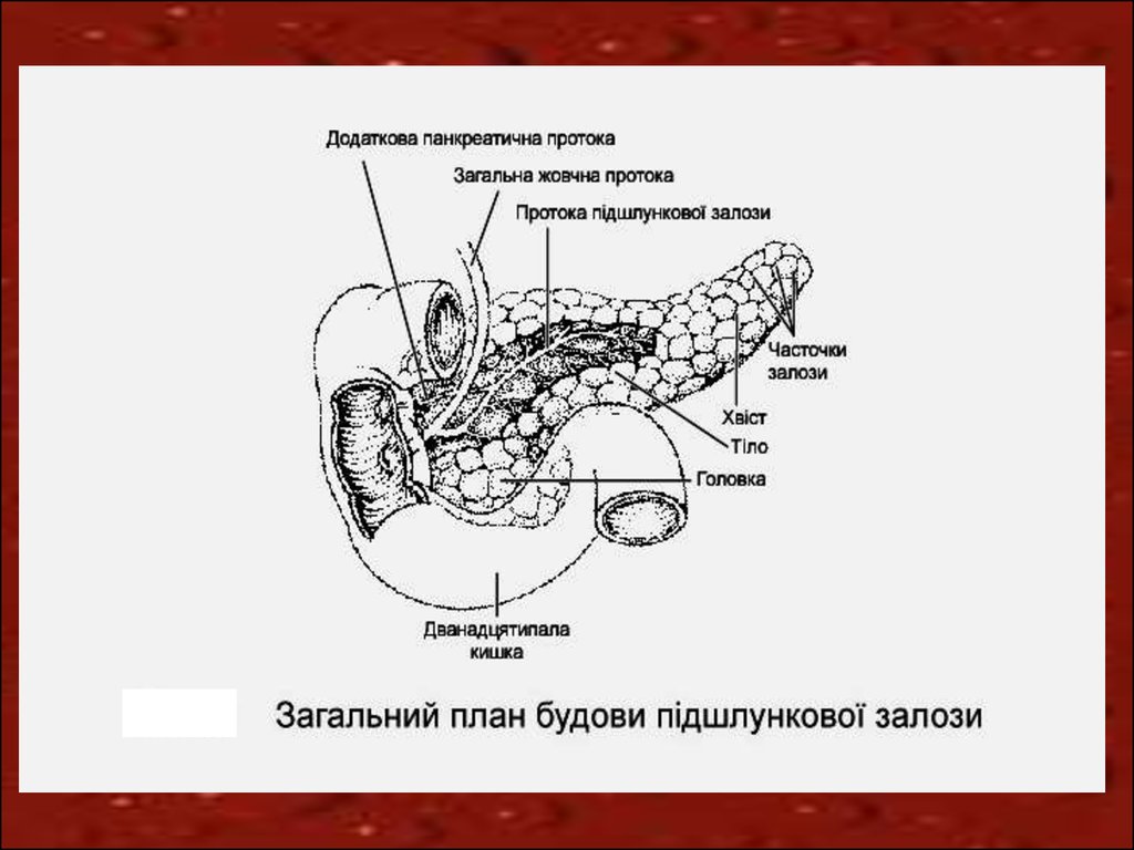 Структурные изменения поджелудочной железы. Структура строение поджелудочной железы. Анатомическое строение поджелудочной железы. Схема строения поджелудочной железы. Поджелудочная железа рисунок анатомия.