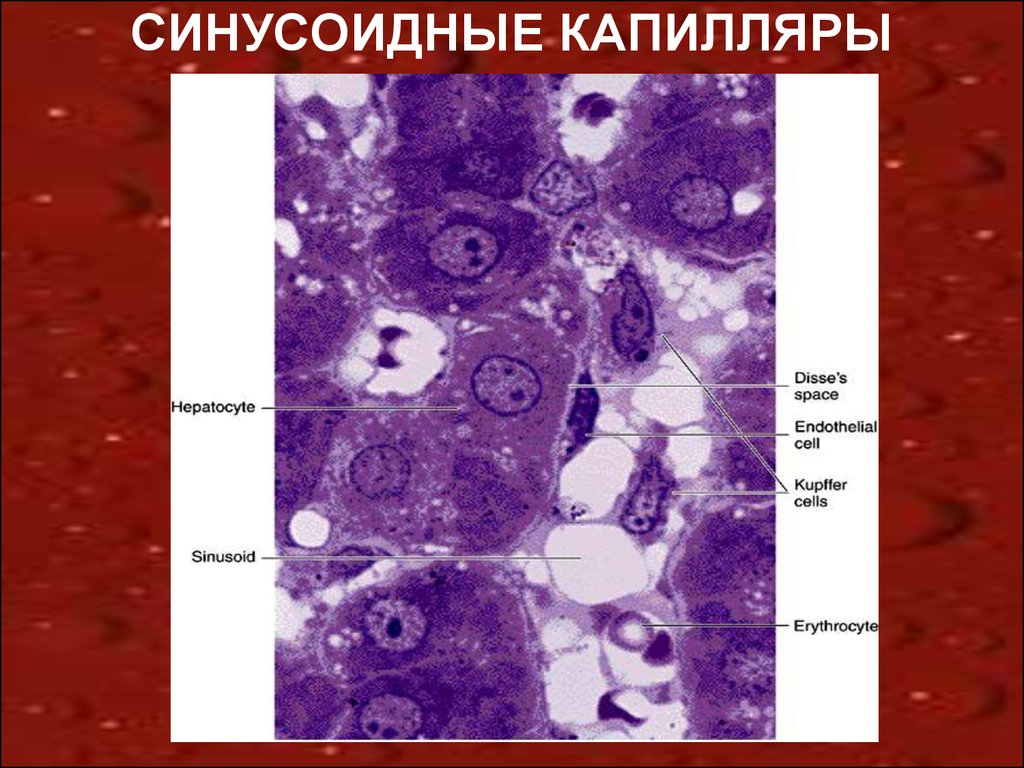 Клетки капилляров. Строение синусоидного капилляра печени гистология. Синусоидный капилляр печени гистология. Строение синусоидного капилляра. Клетки синусоидных капилляров печени.