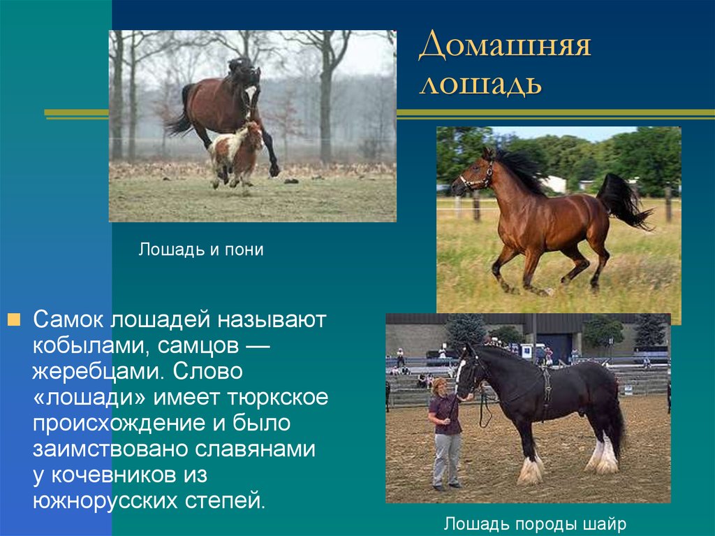 Лошадь доклад 3 класс. Домашние животные лошадь презентация. Информация о лошадях. Презентация на тему лошади. Доклад на тему лошадь.