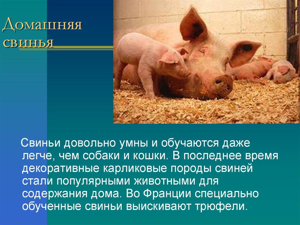 Свинья окружающий мир 3 класс. Презентация на тему свиноводство. Презентация на тему свиньи. Свинья для презентации. Информация о свинье.