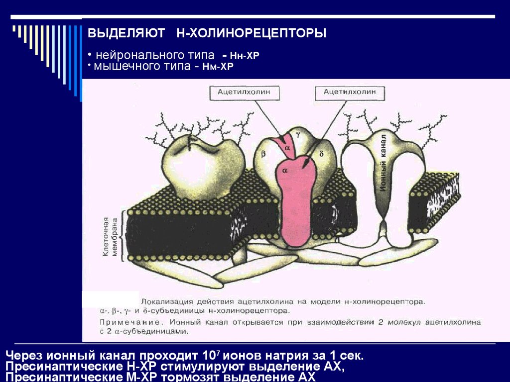 Н холинорецепторы. Н холинорецепторы нейронального типа. Пресинаптические м холинорецепторы. Н холинорецепторы мышечного типа. Схема локализации холинорецепторов в организме.