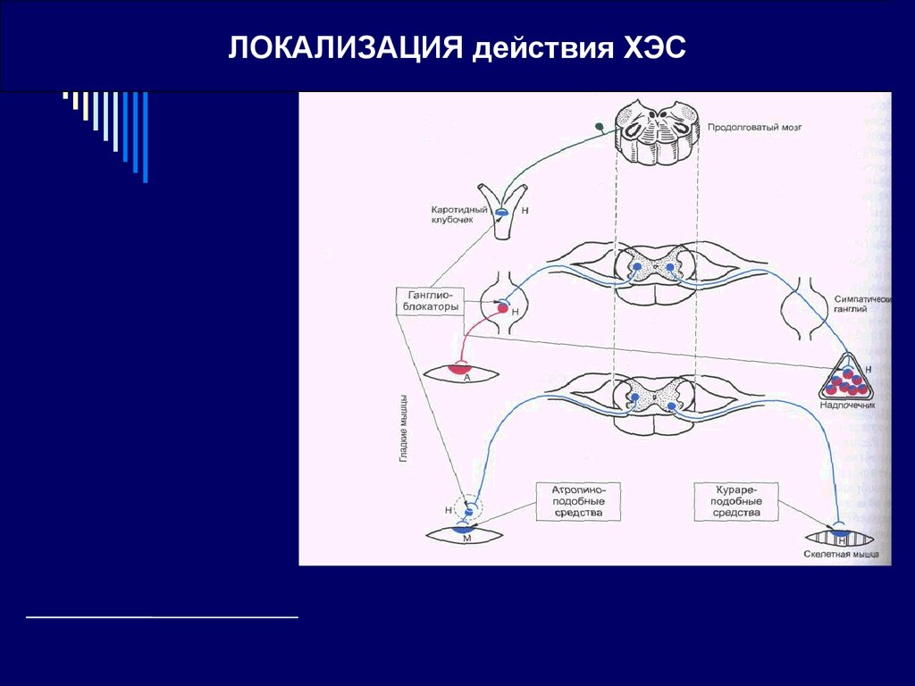 Используя рисунок объясните действие холиноблокаторов на глаз и механизм сопутствующих эффектов