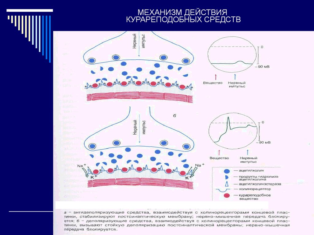 Механизм действия. Миорелаксантов (курареподобных средств) механизм действия. Курареподобные вещества механизм действия. Н-холиномиметики механизм действия схема. Курареподобные вещества механизм.