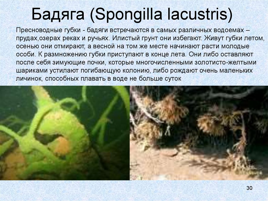 Бадяга животное. Пресноводная губка бадяга биология. Пресноводная губка бадяга строение. Озерная бадяга Spongilla lacustris. Губка бадяга строение.