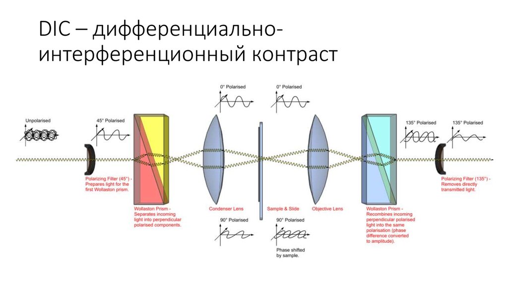 DIC – дифференциально-интерференционный контраст