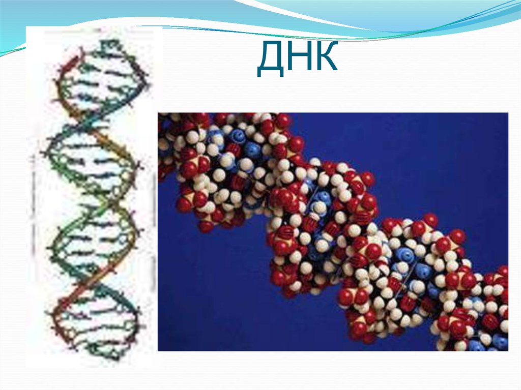 Нуклеиновые кислоты состоят из молекул. ДНК состоит из. Из чего состоит ДНК. Молекула ДНК состоит из. Из чего состоит молекула ДНК.