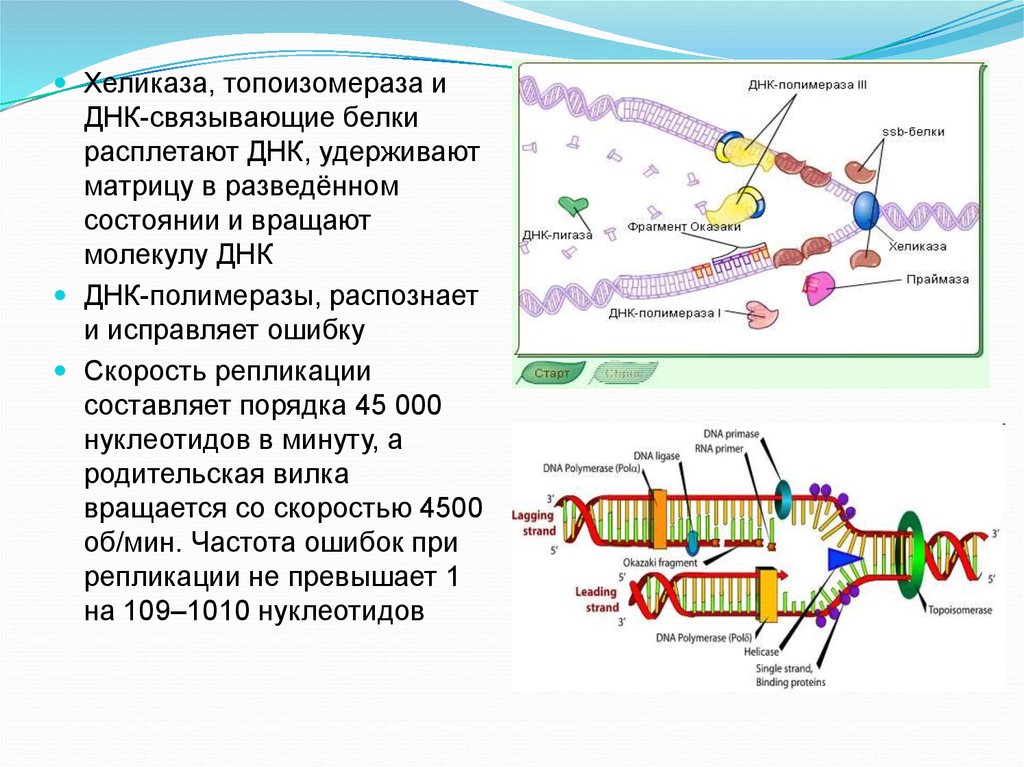 Днк это белок. Топоизомераза и хеликаза. Хеликаза праймаза топоизомераза. Хеликаза в репликации. ДНК праймаза строение.