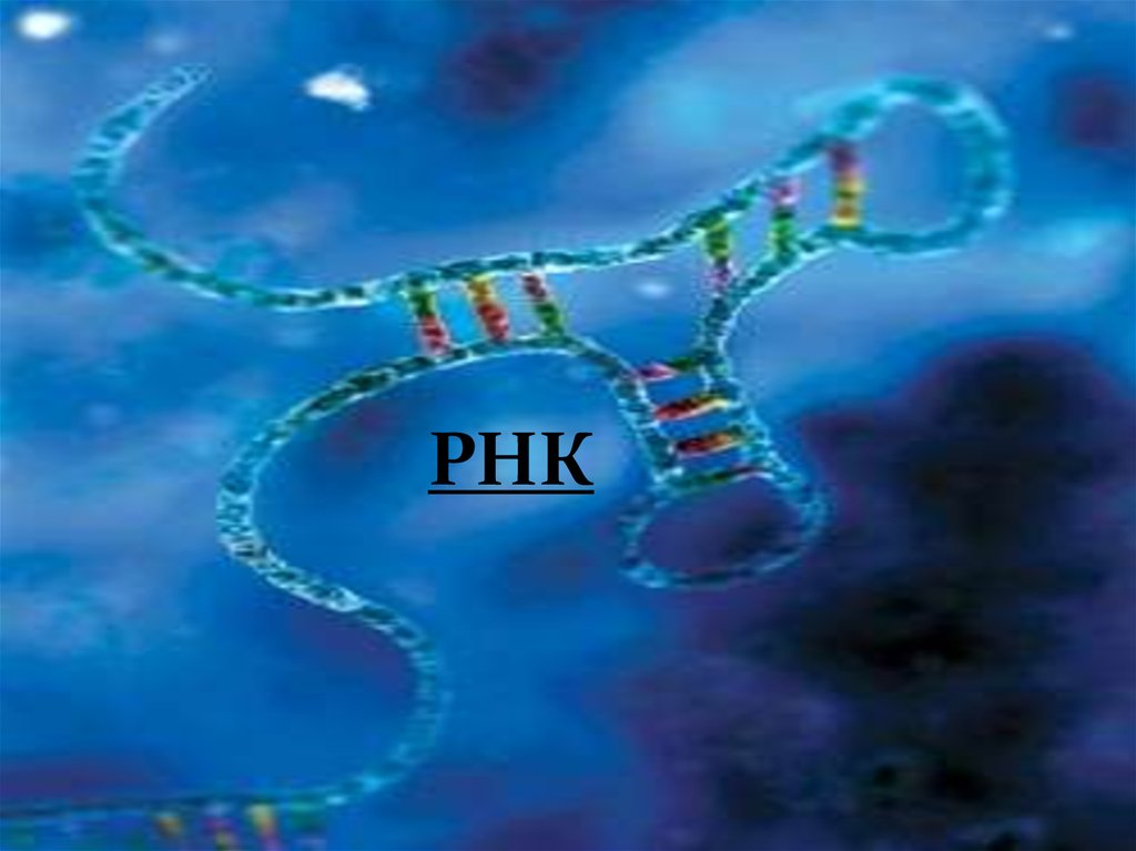 Рнк ростов. Молекула РНК под микроскопом. РНК. Спираль РНК. Молекула рибонуклеиновой кислоты.