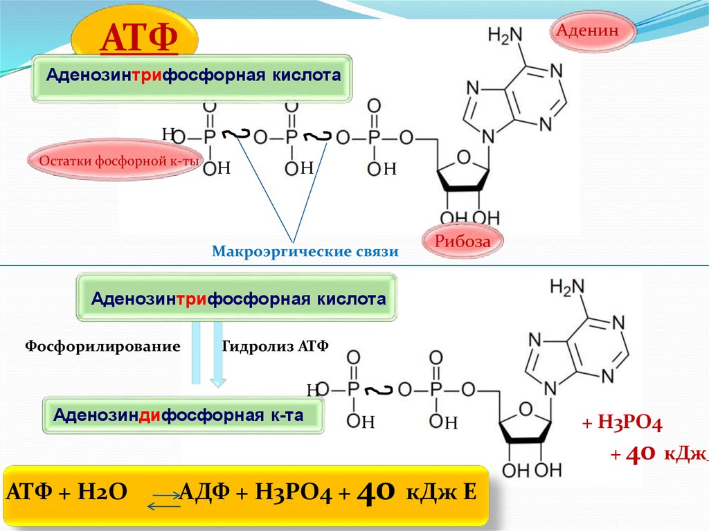 Атф кдж. Аденозин 3 фосфорная кислота. Рибоза макроэргическая связь аденин. Макроэргические связи в АТФ. Гидролизом макроэргической связи АТФ.