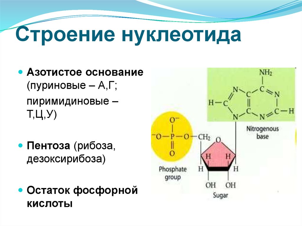 Какие из нуклеотидов входят в состав днк. Структура нуклеотида азотистое основание. Структура нуклеотида. Строение нуклеотида азотистое основание. Структура нуклеиновых кислот формула.