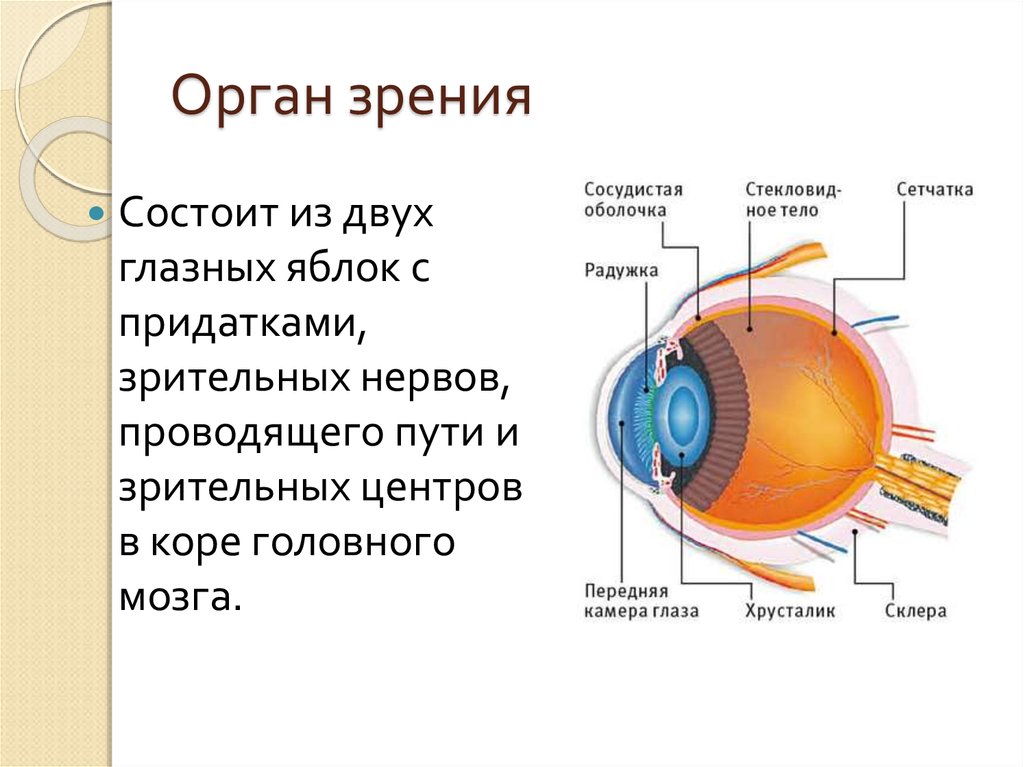 Глаза являются органом человека. Анатомо физиологическое строение глаза. Орган зрения. Топография глазного яблока.. Орган зрения его строение и физиология. Органы чувств зрение строение.
