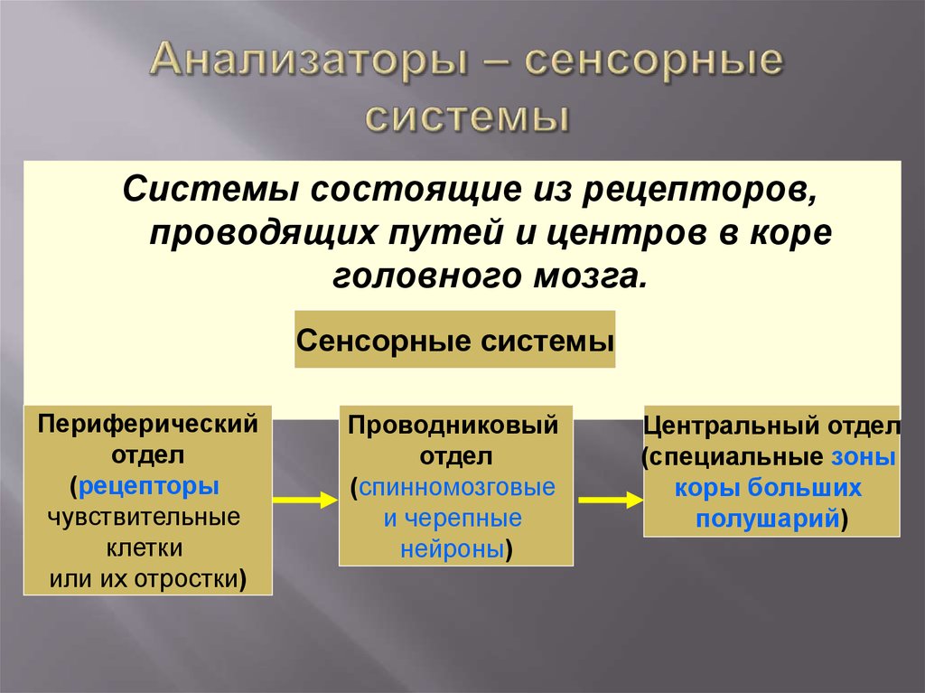 Особенности анализаторов. Сенсорная система. Отделы сенсорной системы. Анализаторы сенсорные системы. Сенсорная система состоит из отделов.