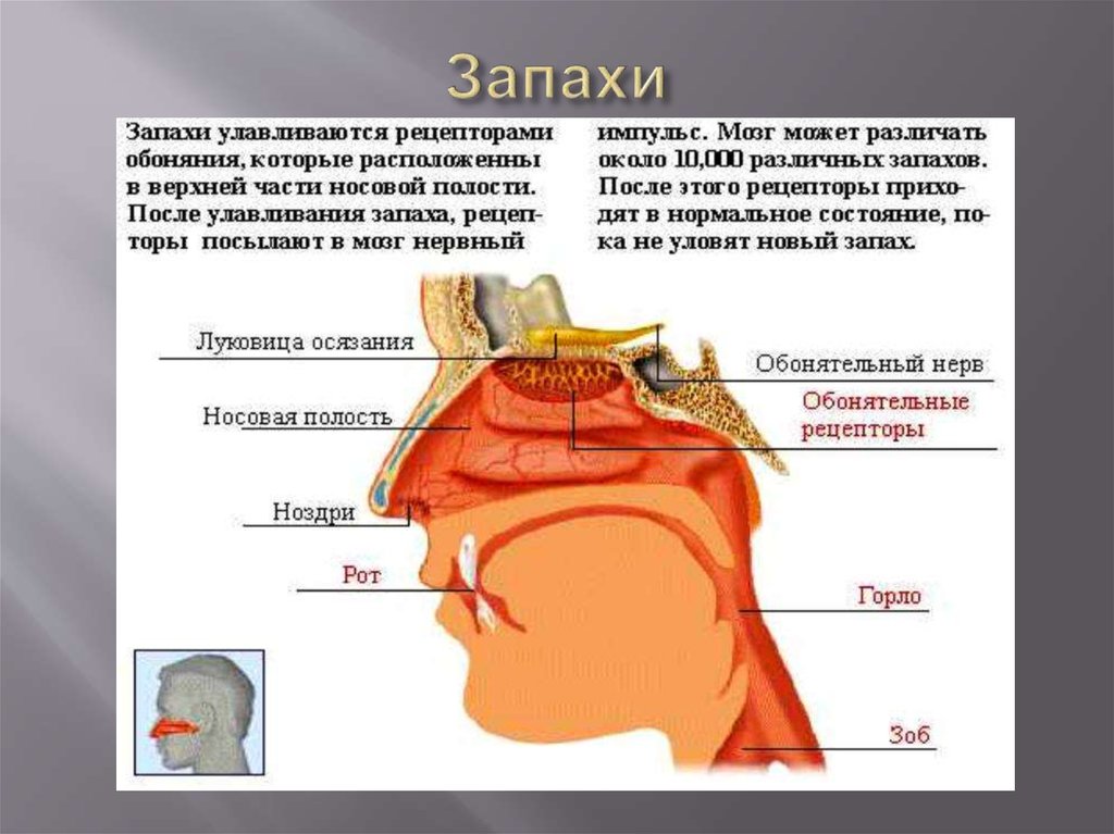 Орган осязания обоняния и вкуса презентация 8 класс по биологии