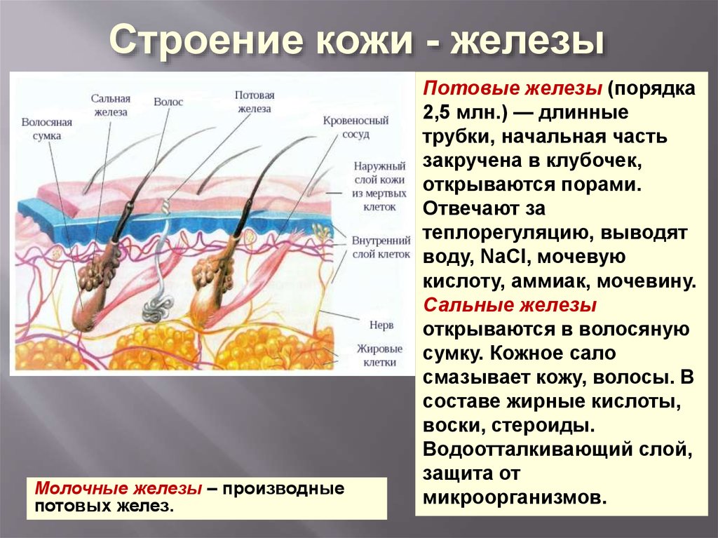 Потовые железы у человека. Строение потовых желез анатомия. Кожные сальные железы функции. Строение потовой железы человека. Структура кожи сальная железа.